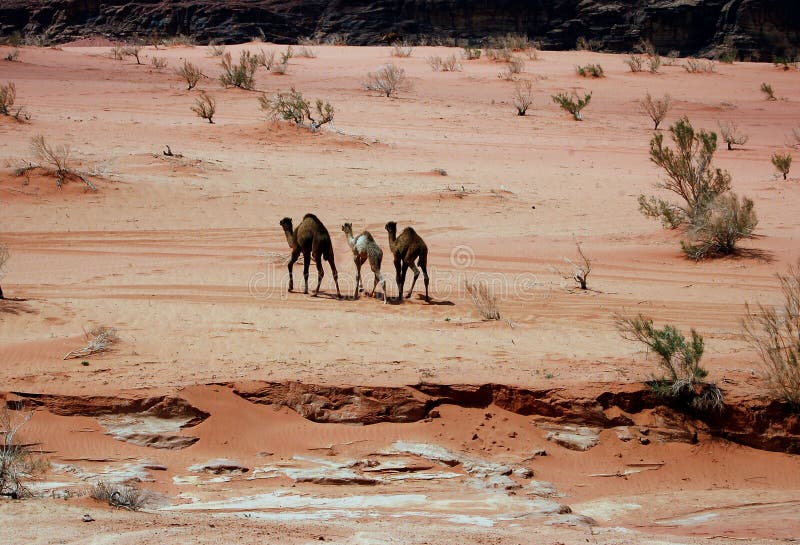Freie Kamele stockfoto. Bild von kamel, draußen, dromedary