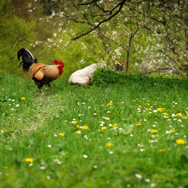 Freier Hahn und seine Henne auf Frühling