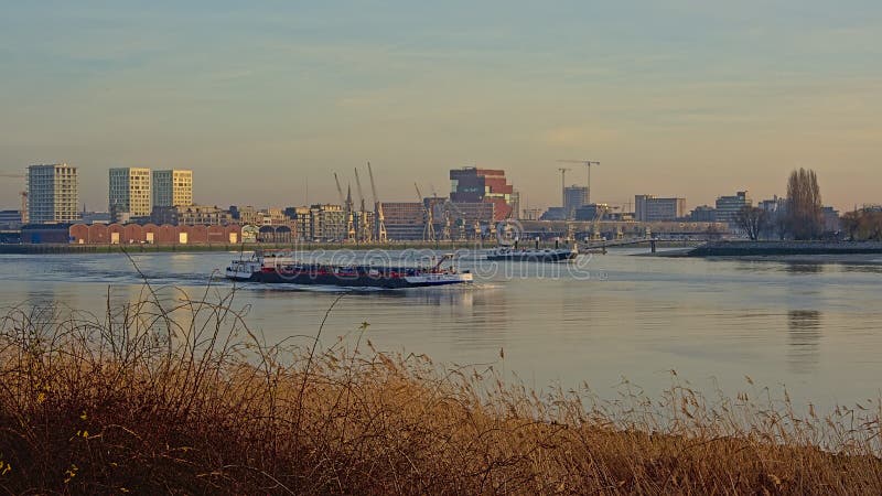 Freighter on river Scheldt in the port of Antwerp. Cargo ship on river Scheldt in the harbor of Antwerp in warm sunny evening light, with Ms museum and stock photography Freighter on river Scheldt in the port of Antwerp. Cargo ship on river Scheldt in the harbor of Antwerp in warm sunny evening light, with Ms museum and stock photography