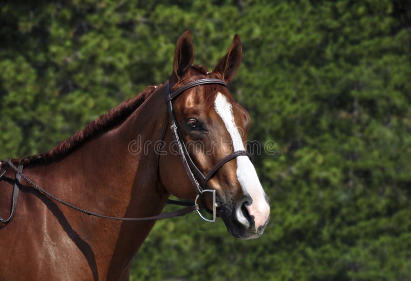 Cavalo cavalgando na bahia imagem editorial. Imagem de freio