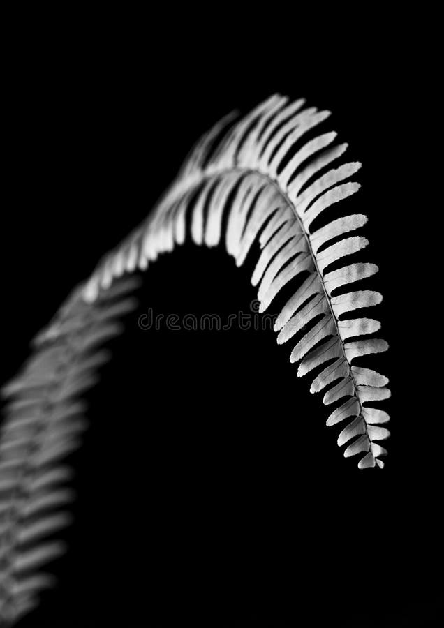 Black and white image of a single fern branch. Black and white image of a single fern branch