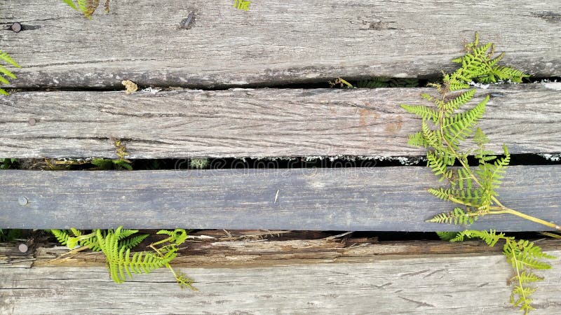 Fren on wood background. Fren on wood background