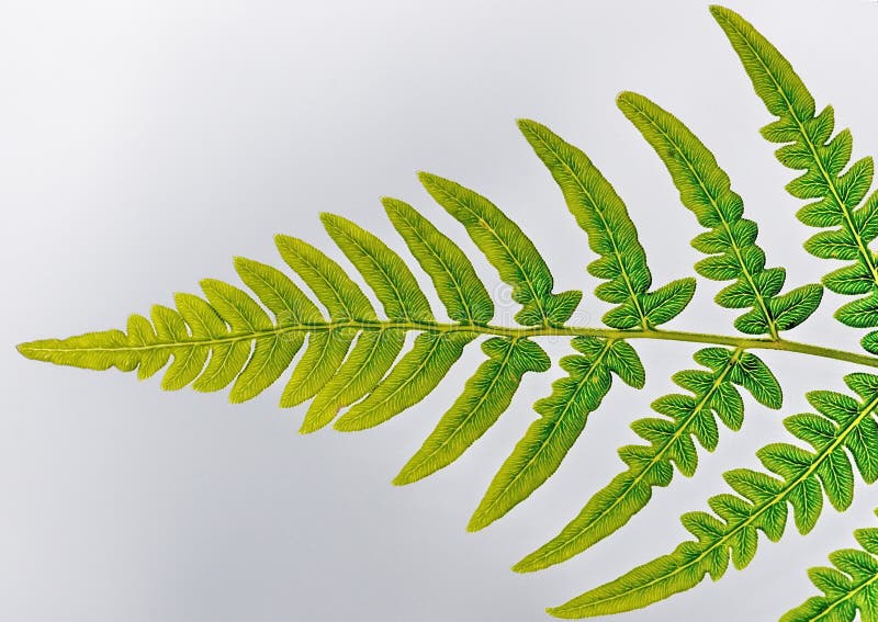 Leave of a fern against summer sky. Leave of a fern against summer sky