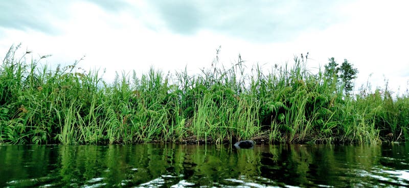 Fren plants on the banks of the river black water in kalimantan. Fren plants on the banks of the river black water in kalimantan