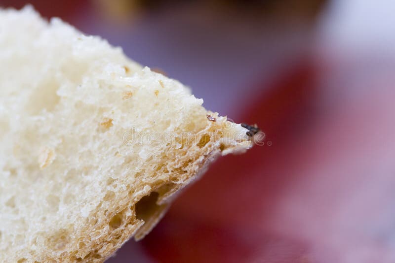 French bread in macro stock image. Image of natural, french 10217843