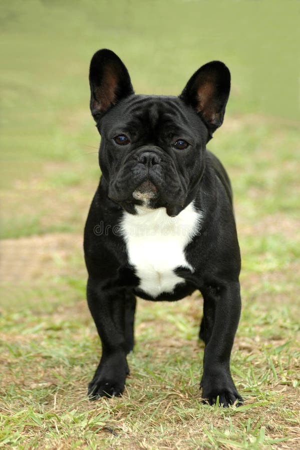 French buldoga obrazy stock