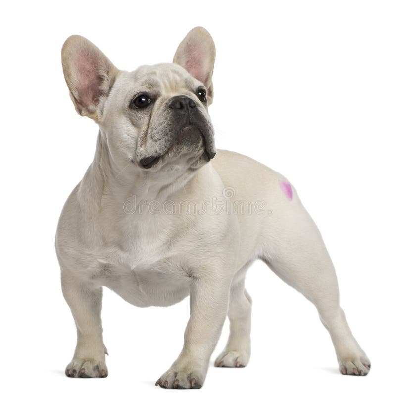 Tattoo idea for my French Bulldog  Kogig  Tattoo Design Ideas