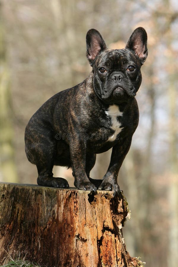 French bulldog