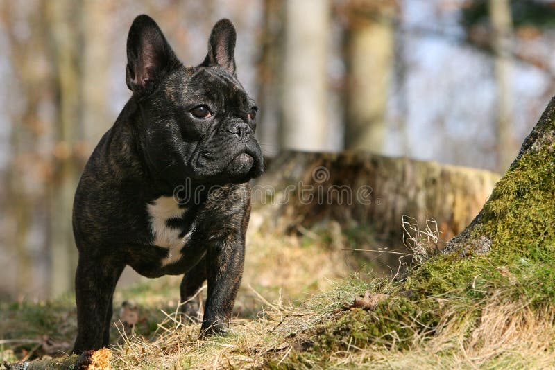 French bulldog