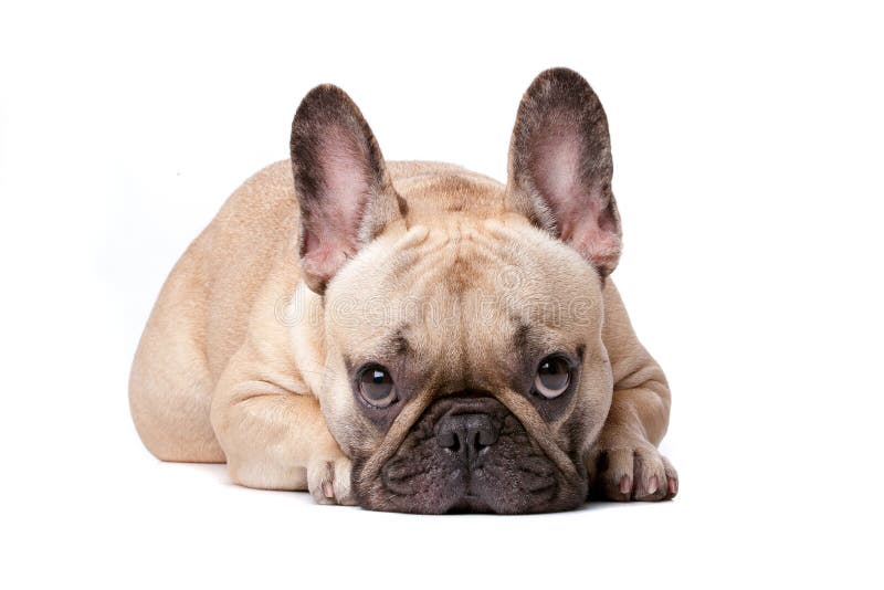 Buldog francez royalty free stock photos