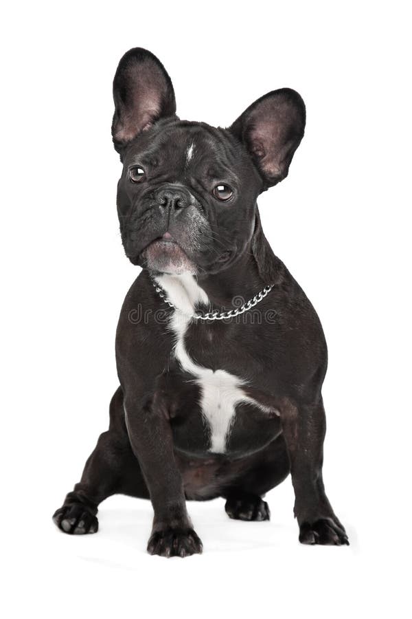 French Bulldog Puppy Sits on a White Background Stock Photo - Image of ...