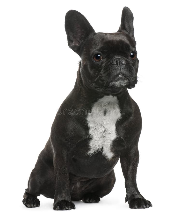 Sale year old french bulldog Store Black Friday