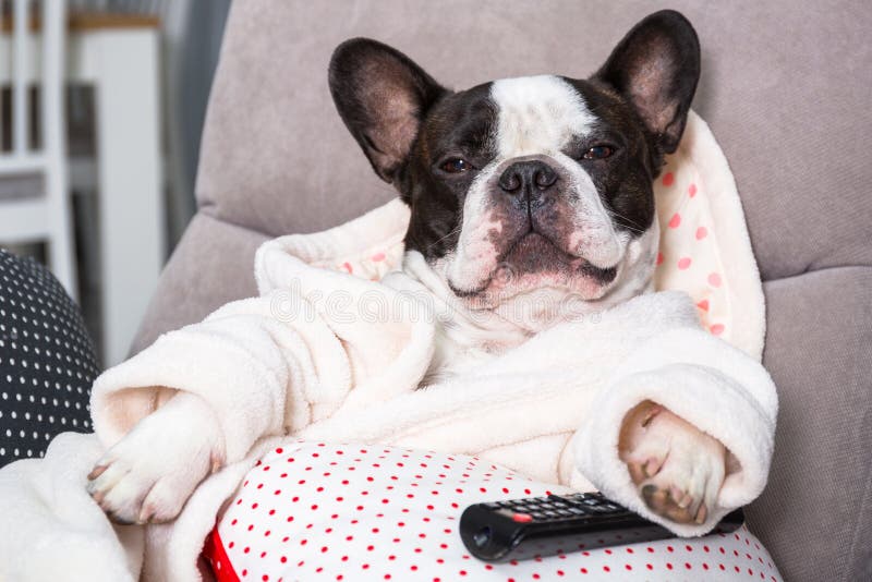 French bulldog in bathrobe watch tv with remote control in paw on the arm chair