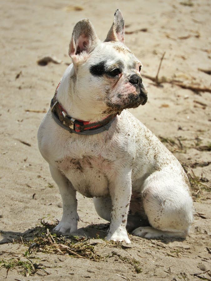 French bulldog on beach stock image. Image of retriever - 260914291