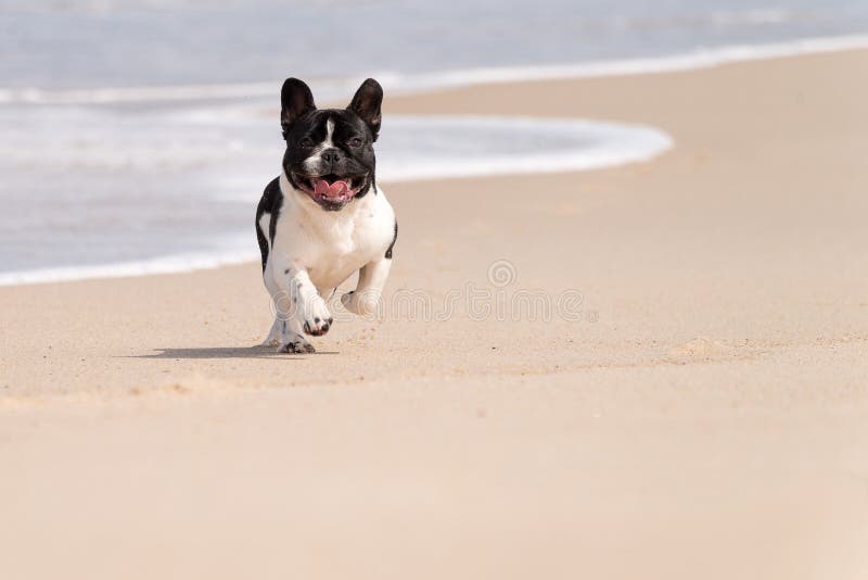 French bulldog on the beach