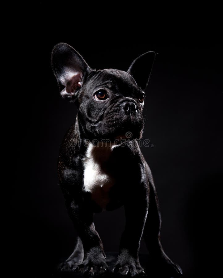 French bulldog on black