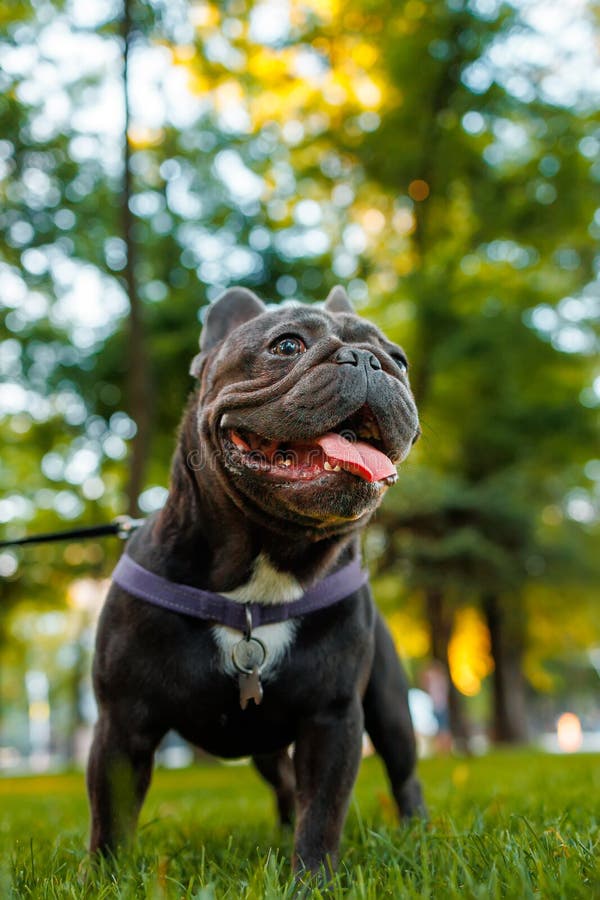 French Bulldog Black Color in the Park at Sunset Stock Image Image of