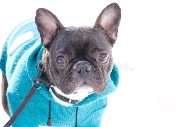 French Bulldog stock image. Image of friends, little 33707059