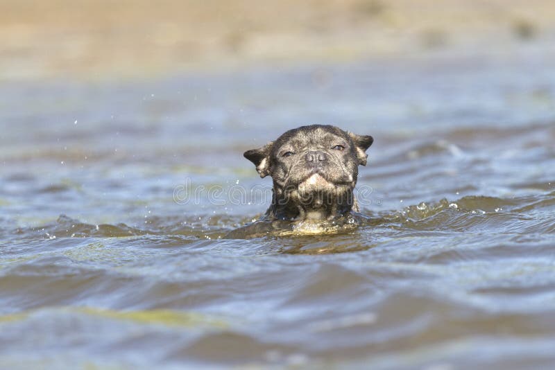 French Bulldog Swims in the Water Like a Seal Stock Photo - Image of swims, color: 151936882 French Bulldog Swims in the Water Like a Seal Stock Photo - Image of swims, color: 151936882