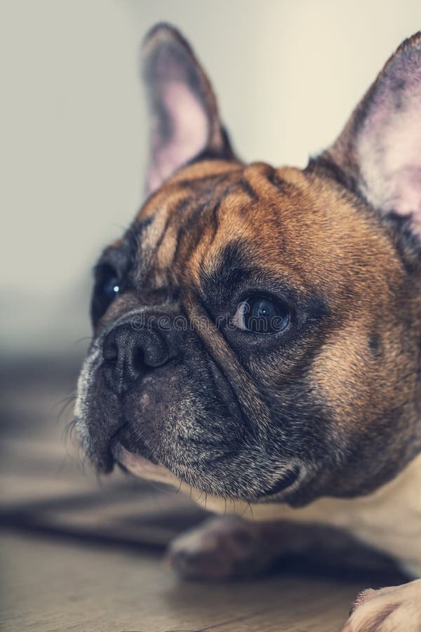 French Bulldog Lying Down On The Floor. Stock Image - Image of ears ...