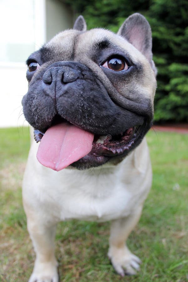 Pug dog head close up stock image. Image of guardian - 39787647