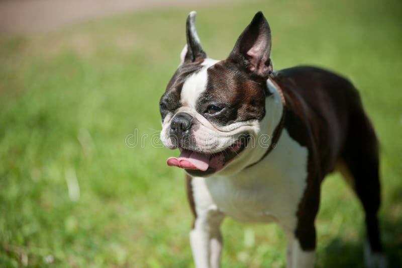 French bulldog stock images