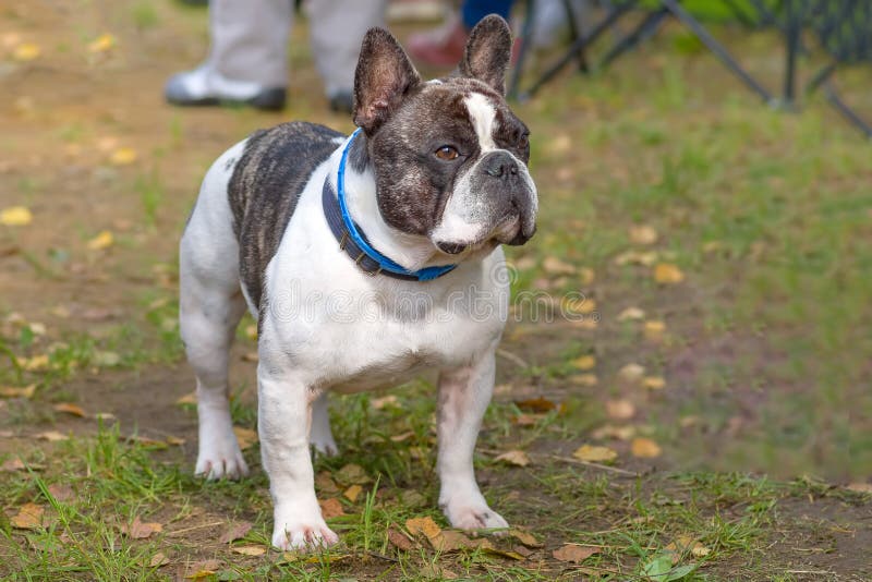 French Bulldog Close-up stock photo. Image of brown - 102313056