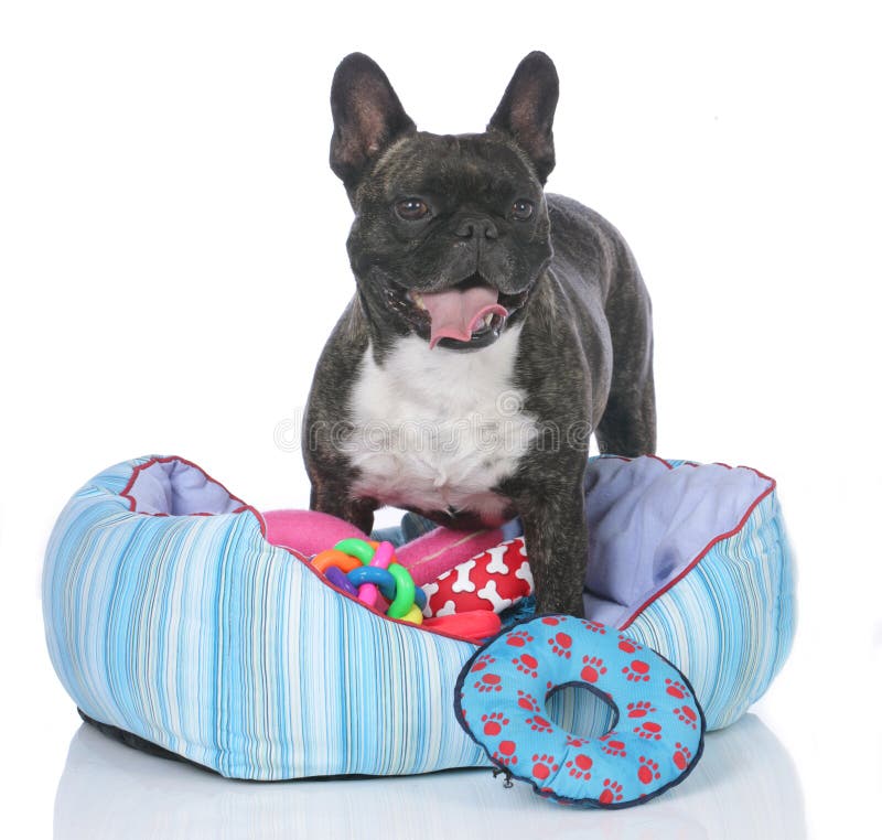 https://thumbs.dreamstime.com/b/french-bulldog-dog-bed-lots-toys-isolated-54991523.jpg