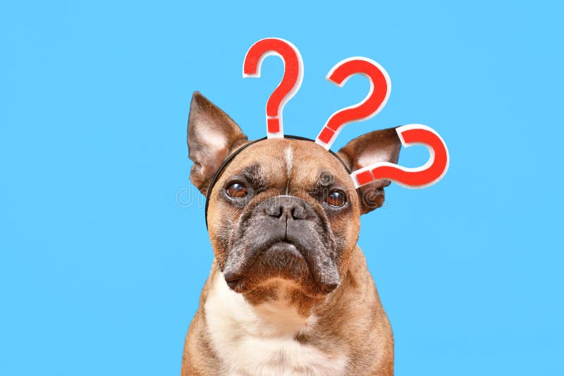 French Bulldog Dog with Headband with Question Marks Stock Image ...