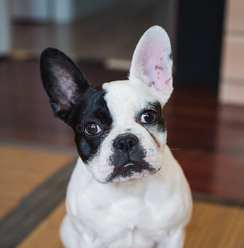 French bulldog dog at home stock photo. Image of front - 55397258