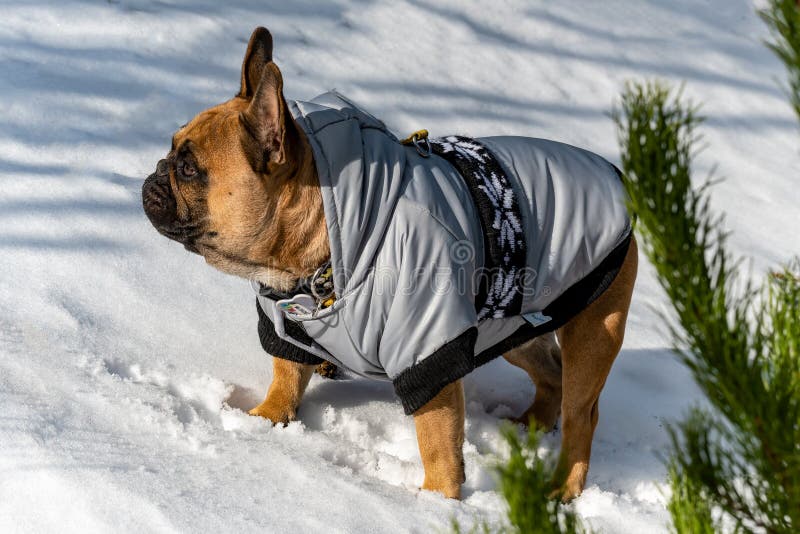 French Bulldog Dog with Jacket on the Snow Stock Photo Image of