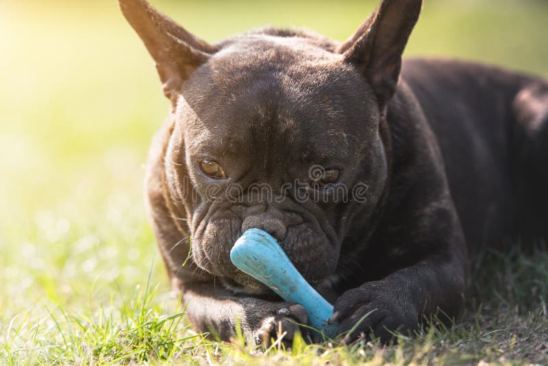 French Bulldog dog lies in the grass and chew his toy bone at ba royalty free stock photos French Bulldog dog lies in the grass and chew his toy bone at ba royalty free stock photos