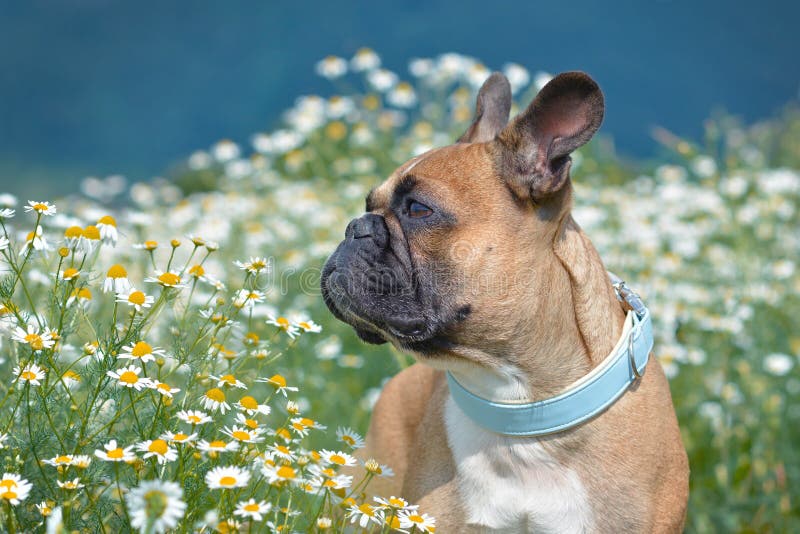 French Bulldog dog with pastel blue collar looking to the side while standing in a field of white daisy flowers stock photography French Bulldog dog with pastel blue collar looking to the side while standing in a field of white daisy flowers stock photography