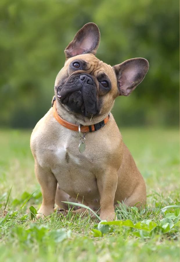 Portret buldog francez royalty free stock photography