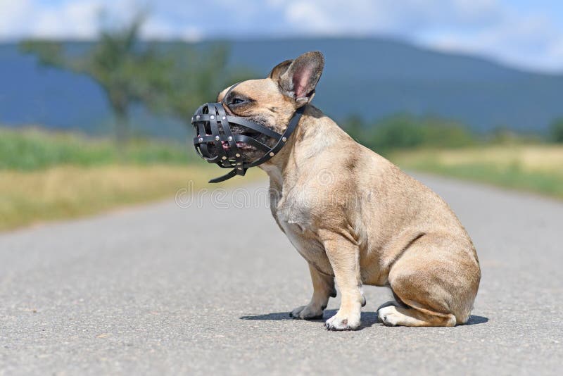 French Bulldog Dog With Short Nose Wearing A Leather ...