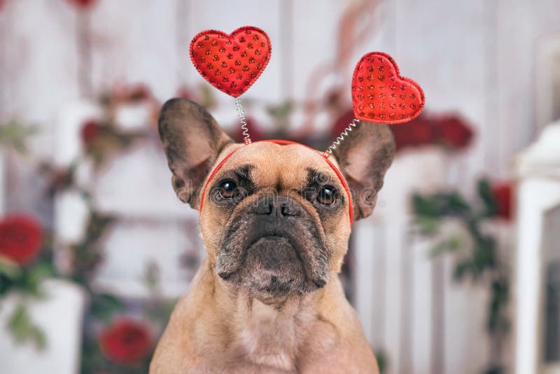 French Bulldog Valentine's Day Stock Photos - Free & Royalty-Free Stock ...