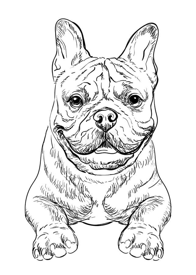 French Bulldog Dog Vector Hand Drawing Portrait Vector Stock Vector ...