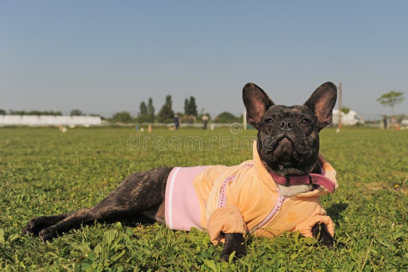 French bulldog in dress stock image. Image of clothing 19243779