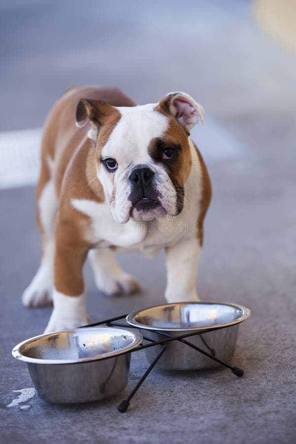 French bulldog stock photo. Image of canine, brown, crazy 34687804