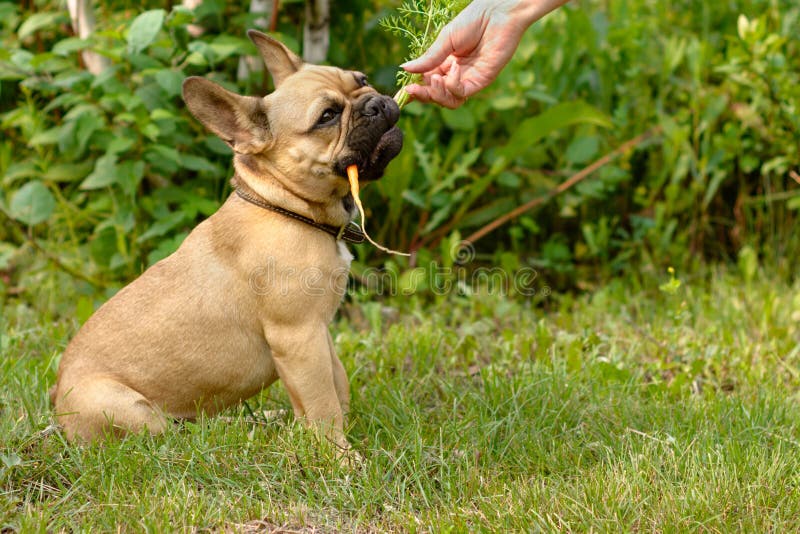 French Bulldog Eat Carrot. Pet`s Nutrition. Stock Photo