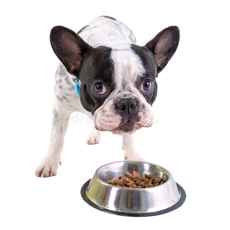French bulldog eating dog food