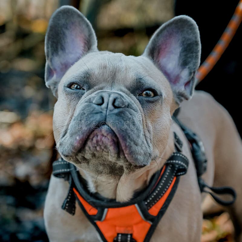 French Bulldog with Floppy Ears on a Blurred Background Stock Image