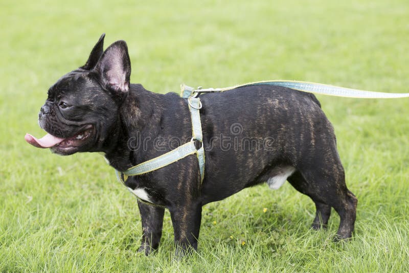 French Bulldog stock image. Image of french, pets, dogs - 120575285