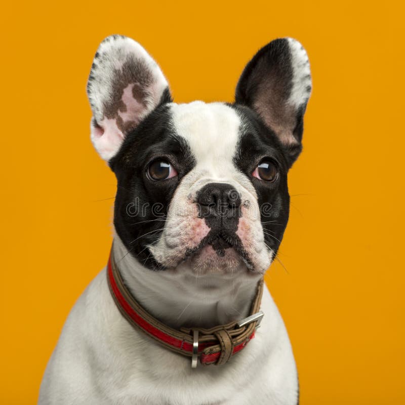 French Bulldog in Front of an Orange Background Stock Image Image of