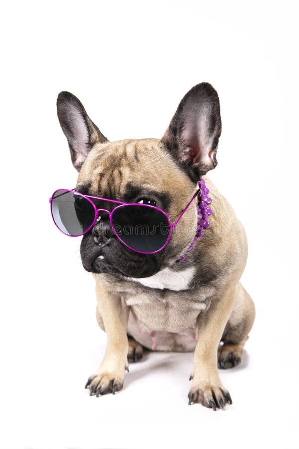 French Bulldog with Glasses