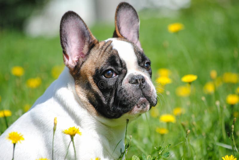 French Bulldog on Green Grass Stock Image - Image of cute, beautiful ...