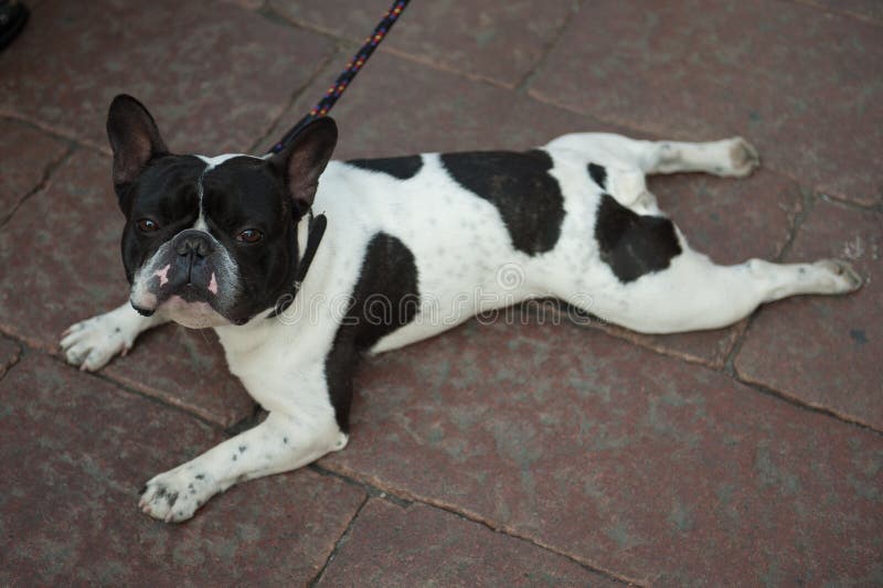 A French Bulldog Laying Down Stock Photo Image of portrait, french