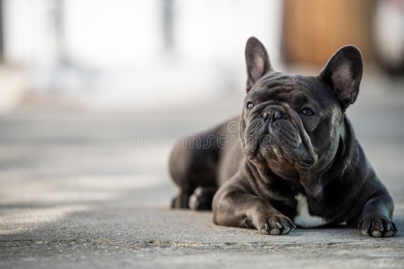 French Bulldog Laying on the Pavement Outdoor Stock Image - Image of ...