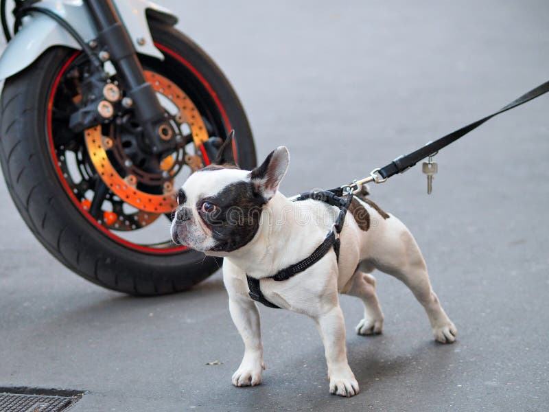 French bulldog on leash stock photo. Image of head, ears 97486248