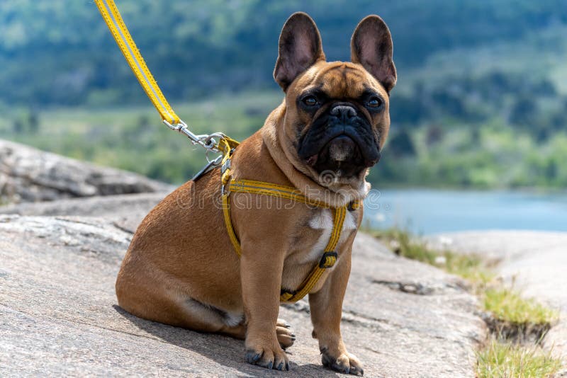 French Bulldog on a Leash, Walking in the Mountains Stock Photo Image of baby, pedigree 237443220